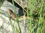 Lacerta trilineata