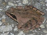 Rana dalmatina