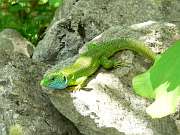 Lacerta viridis