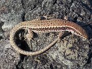 Podarcis muralis - Carevo - Vasiliko