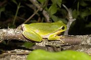 Hyla arborea