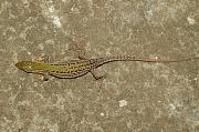 Podarcis tauricus