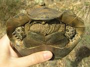 Testudo graeca