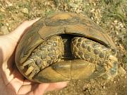 Testudo graeca