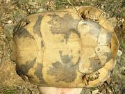 Testudo graeca