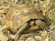 Testudo graeca