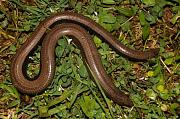 Anguis fragilis s.l.