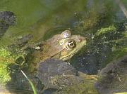 Pelophylax ridibundus