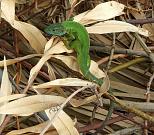 Lacerta viridis