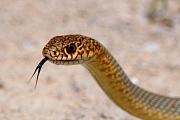 Dolichophis caspius