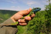 Lacerta viridis