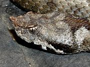 Vipera ammodytes