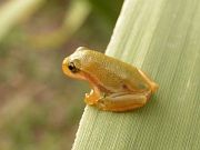 Hyla arborea