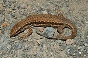 Podarcis muralis albanica