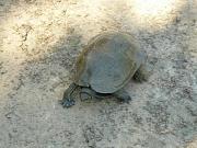 Mauremys rivulata