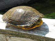 Trachemys scripta