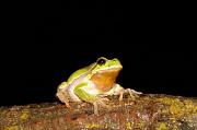 Hyla arborea