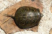 Emys orbicularis