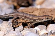 Podarcis muralis