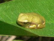 Hyla arborea