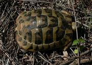 Testudo hermanni