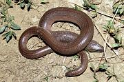 Anguis fragilis s.l.