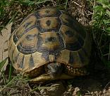 Testudo hermanni