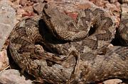 Vipera ammodytes