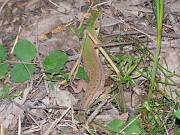 Lacerta viridis