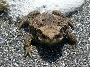 Bufo bufo