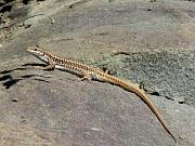 Podarcis muralis