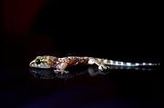 Hemidactylus turcicus