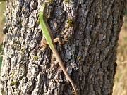 Lacerta viridis