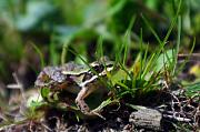 Pelophylax ridibundus