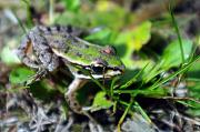 Pelophylax ridibundus