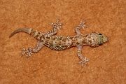 Hemidactylus turcicus