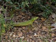 Lacerta trilineata