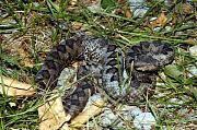 Vipera ammodytes