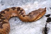 Vipera ammodytes