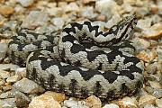 Vipera ammodytes