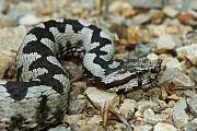 Vipera ammodytes