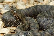 Vipera ammodytes