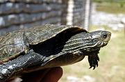Mauremys rivulata