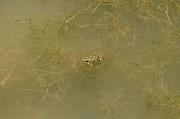 Pelophylax epeiroticus