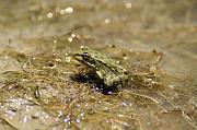 Pelophylax epeiroticus