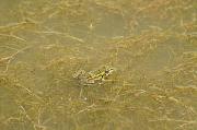 Pelophylax epeiroticus