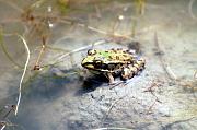 Pelophylax epeiroticus