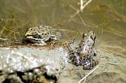 Pelophylax epeiroticus