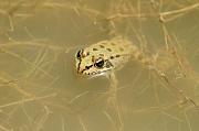 Pelophylax epeiroticus