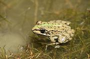 Pelophylax epeiroticus